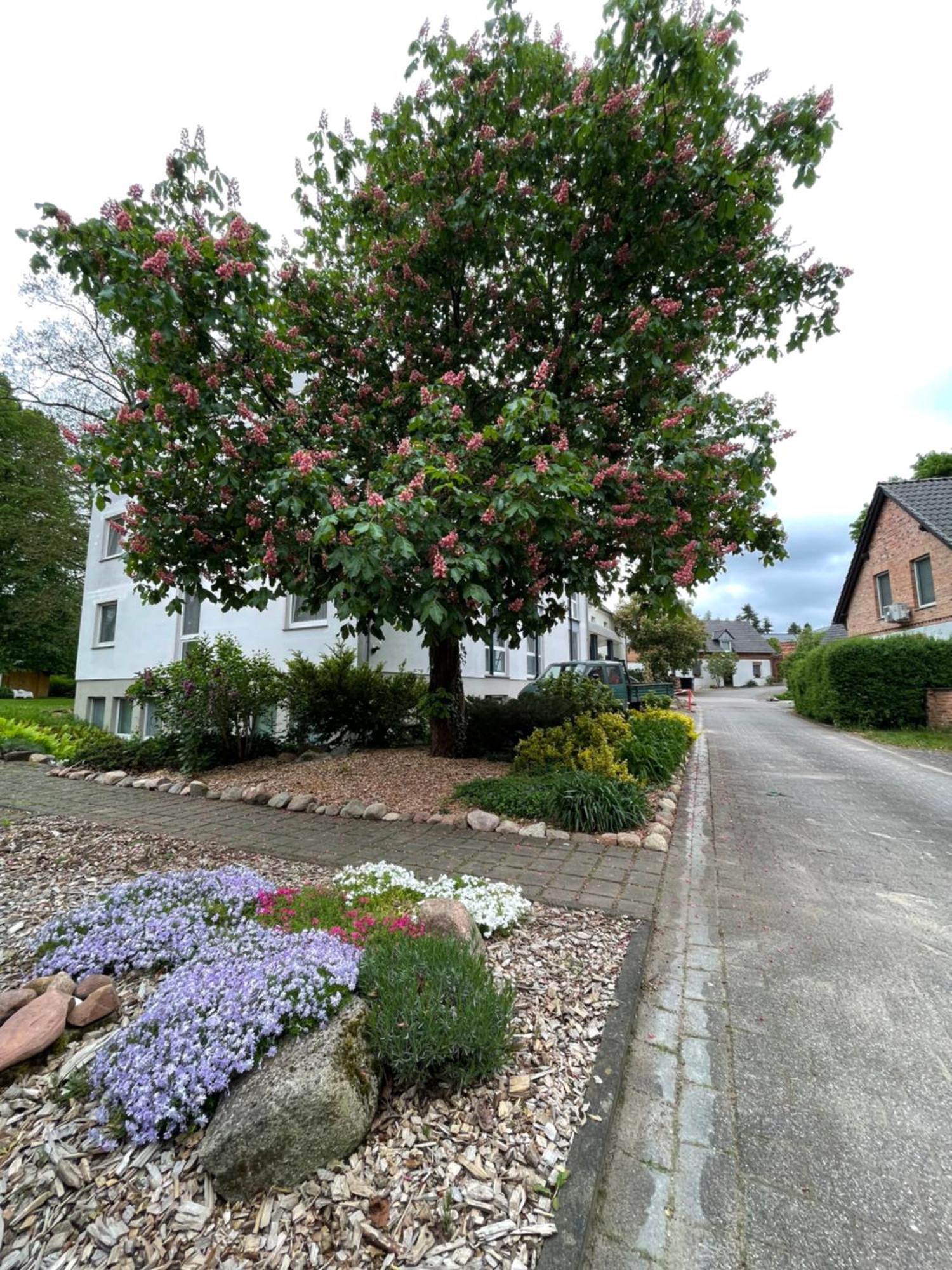 Hotel Luther Birke Wittenberg Eksteriør bilde